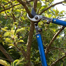 Tree Trimming