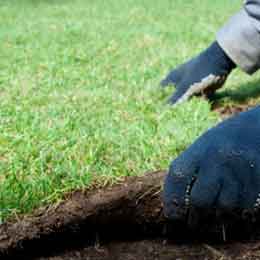 Sod Installation